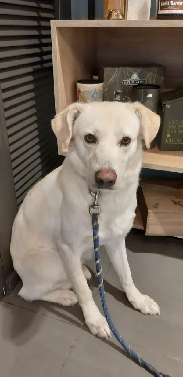 Orio nato a febbraio '22 - Adozione del Cuore Foto 7